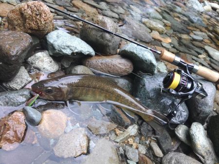 ダートマジックで尺イワナ ～九頭竜川水系～